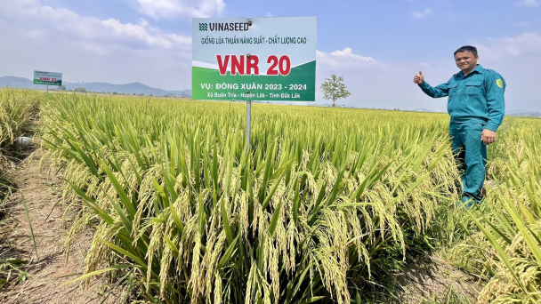 Giống lúa Vinaseed năng suất cao ngỡ ngàng ở Tây Nguyên