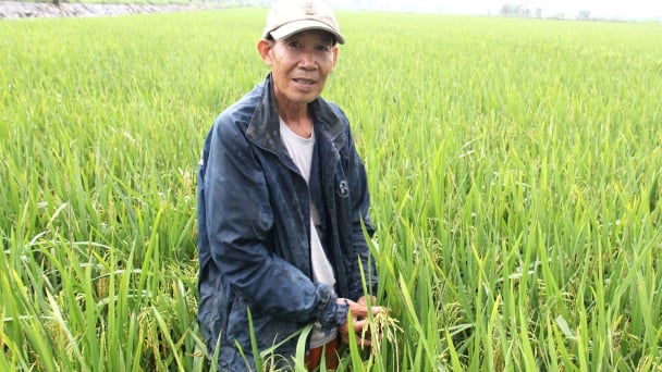 Sản xuất lúa hướng hữu cơ, xây nền móng giảm phát thải