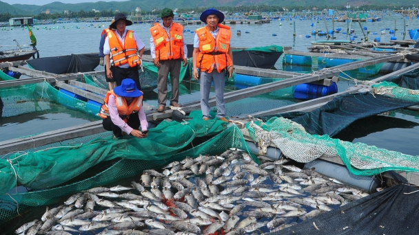 Tôm hùm, cá biển chết ở Phú Yên không phải do dịch bệnh