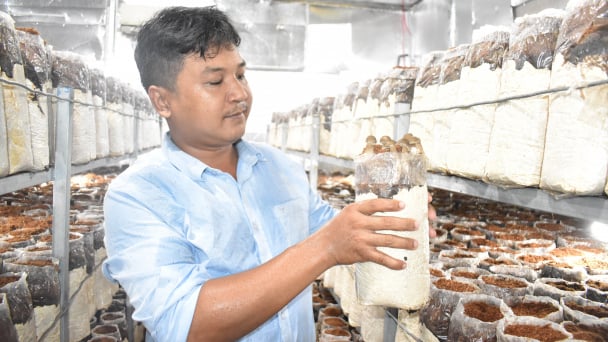 Nấm mối đen trồng trong phòng lạnh: 'Đắt xắt ra miếng'