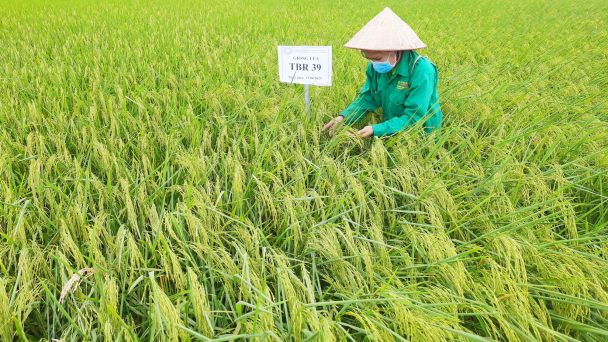 Áp dụng quy định mới cho hợp tác công - tư nghiên cứu, thương mại giống cây trồng