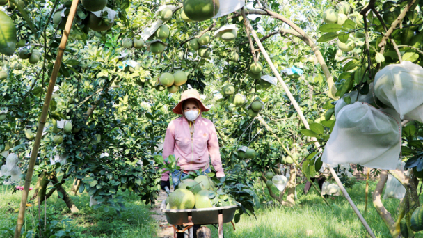 Nông nghiệp hữu cơ, nông nghiệp xanh là xu thế không thể đảo ngược