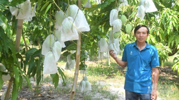 Công bố nhãn hiệu chứng nhận 'Xoài cát Phù Cát'