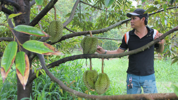 Sầu riêng thúc thủ sau nắng hạn