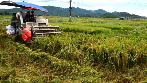 Phú Thọ có hơn 190 ha cây trồng nhiễm nặng sâu bệnh trong vụ xuân