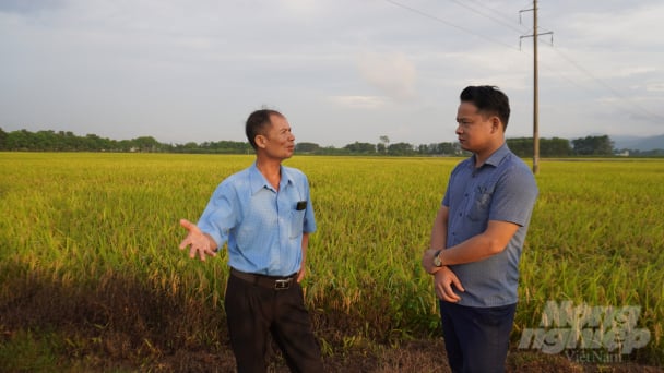 Cánh đồng lớn 20ha lúa chưa vụ nào thất bại