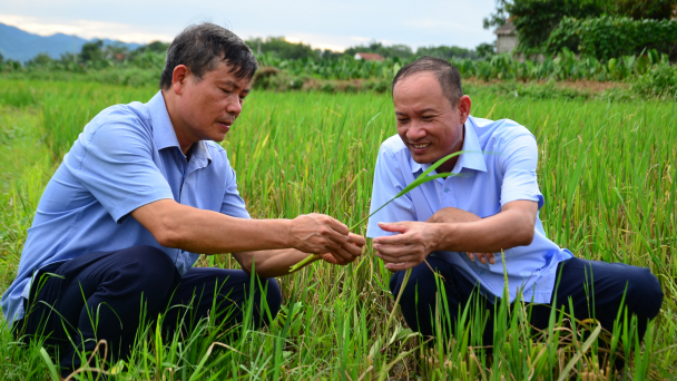 'Cánh đồng lười' cấy một lần thu hai vụ
