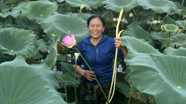 Đất trũng nở hoa sen
