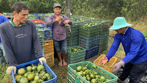 Giá dưới 5.000đ/kg, người trồng cam sành thua lỗ nặng