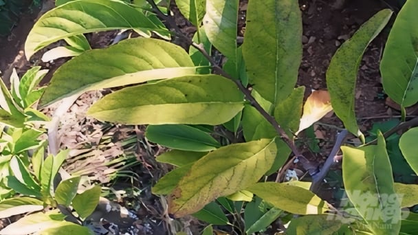 Bàn giải pháp phòng trừ bệnh trên cây mãng cầu