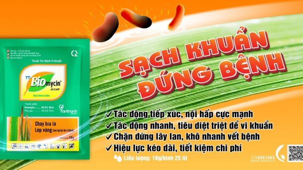 TT Biomycin 40.5WP chặn đứng vi khuẩn hại lúa