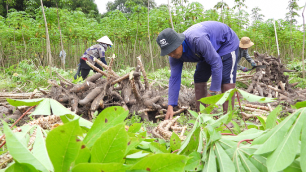 Các nhà máy sắn đang cạnh tranh... với chính mình