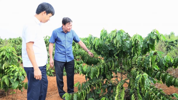 Trong 3 năm, Đắk Lắk tái canh hơn 10 nghìn ha cà phê