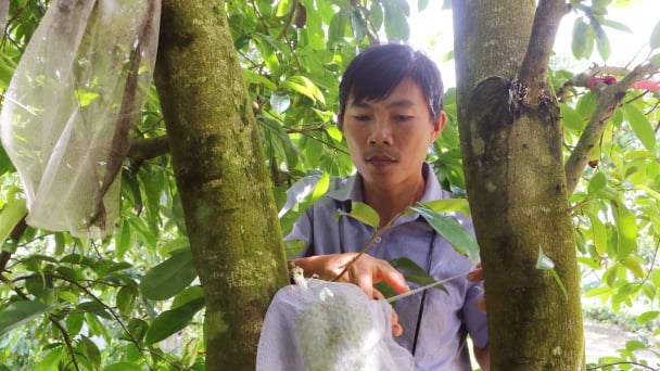 Mãng cầu Xiêm năng suất cao trên vùng đất trũng phèn