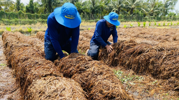 Đào tạo cán bộ khuyến nông quản lý rơm rạ bền vững