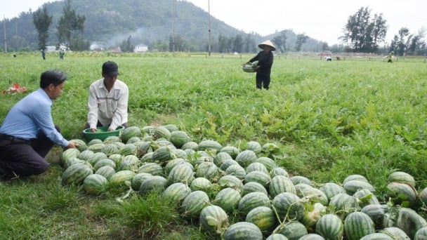 Chuyển đất hoang trồng dưa hấu, lãi trăm triệu đồng/ha