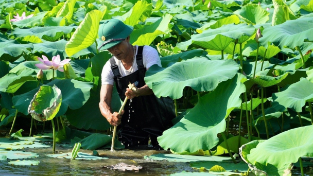 Đưa giống sen mới về Thành Sen