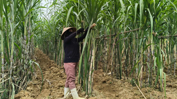 Chăm sóc, phòng chống ngã đổ cho mía trước mùa mưa bão