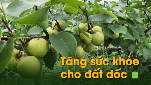 Tăng sức khỏe cho đất dốc: [Bài 2] Tạo 'vành đai xanh' cho vùng cây ăn quả ôn đới