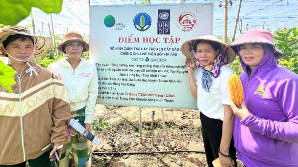 Mô hình trồng táo xen canh đậu xanh