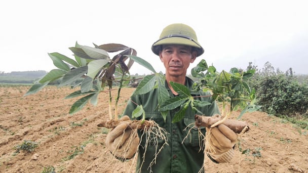 Ban hành quy trình kỹ thuật quản lý tổng hợp bệnh khảm lá sắn