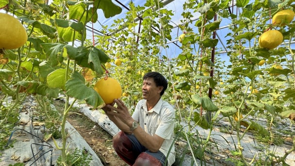 Trồng dưa lưới mùa nắng nóng, khó làm nhưng dễ bán