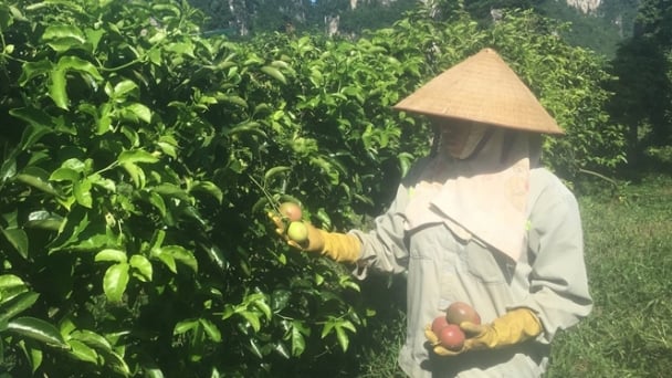 Hòa Bình xây dựng thành công mô hình trồng chanh leo VietGAP