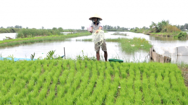 Kiên Giang khởi động vụ lúa mùa trên đất nuôi tôm