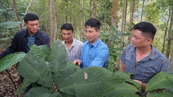 Trồng cây dược liệu dưới tán rừng, lợi đủ đường