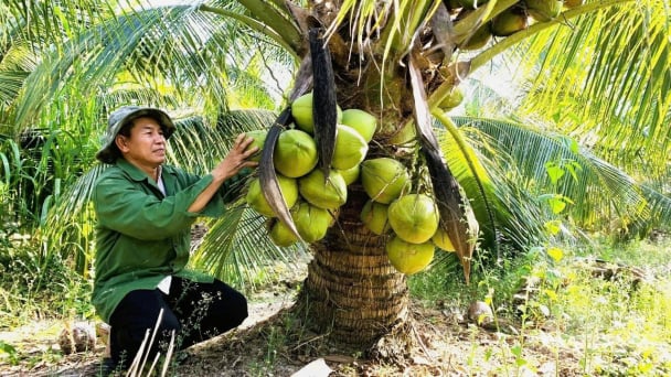 2024 - Năm của dừa Bến Tre