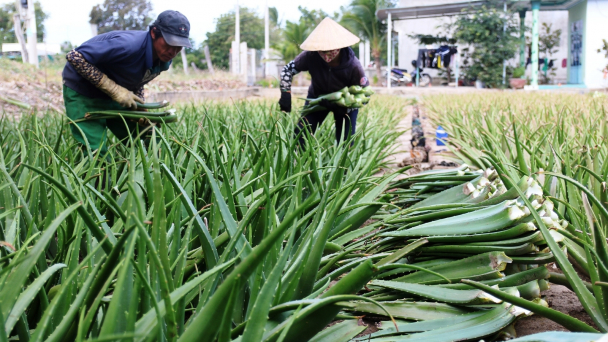 Ngành nông nghiệp Ninh Thuận tăng trưởng 4,81%