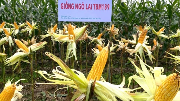 Giống ngô TBM189 chinh phục đồng đất Lâm Thao