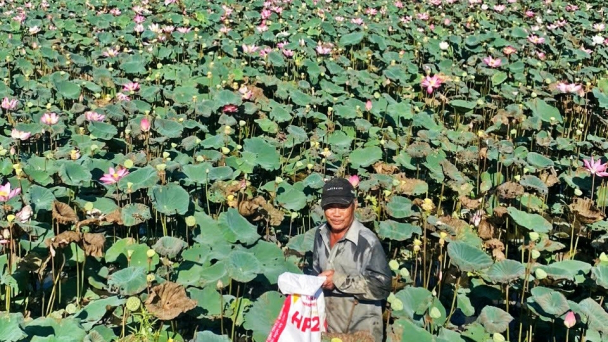 Trồng sen, thả cá rô trên ruộng trũng, thu nhập gấp 3-4 lần trồng lúa