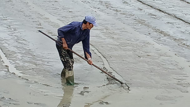 Nông dân Bình Định chật vật với vụ đông xuân