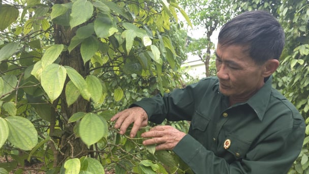 Năng suất hồ tiêu tại Quảng Trị thấp kỷ lục