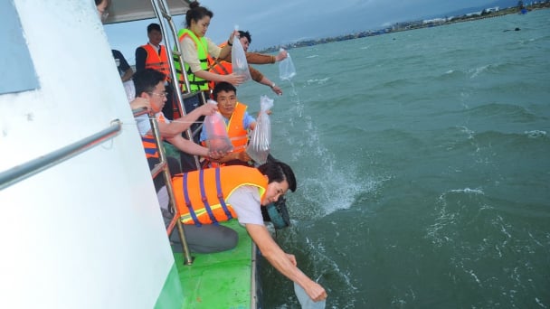 Phú Yên thả hơn 1 triệu con tôm sú giống tái tạo nguồn lợi thủy sản