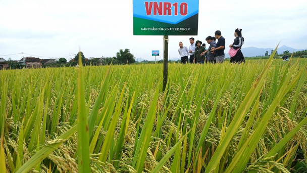 Những giống lúa của Vinaseed ‘đốn tim’ nông dân Bình Định