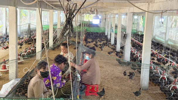 Trà Vinh còn hơn 9.000 hộ chăn nuôi chưa đảm bảo vệ sinh thú y