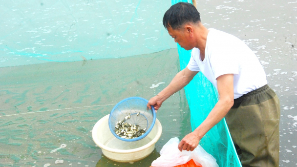 Nuôi ghép tôm sú với rô phi đơn tính, lợi đủ bề