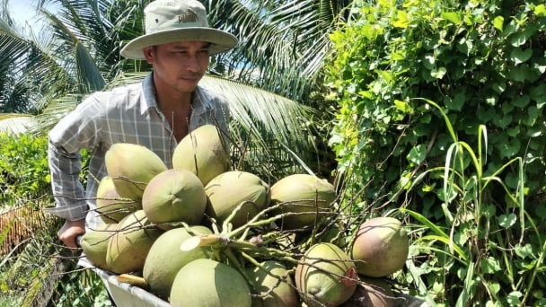 Sau sáp nhập, tỉnh Vĩnh Long mới sẽ có 120 nghìn ha dừa