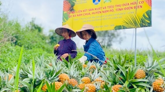 Nậm Pồ khai thác hiệu quả tiềm năng nông nghiệp