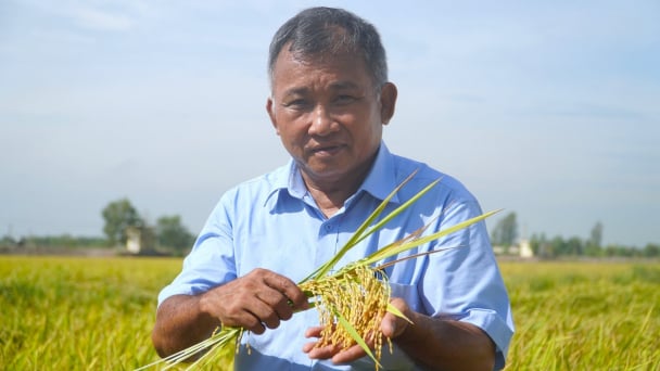 Chế phẩm vi sinh cải tạo 'mỏ phèn' Đồng Tháp Mười
