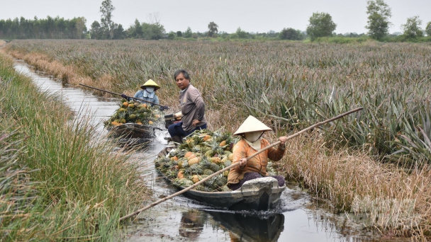 Vùng rốn phèn thành 'vương quốc khóm'