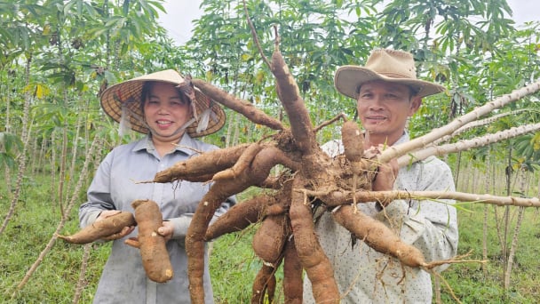 Quảng Bình nhân rộng sản xuất giống sắn HN1 kháng bệnh khảm