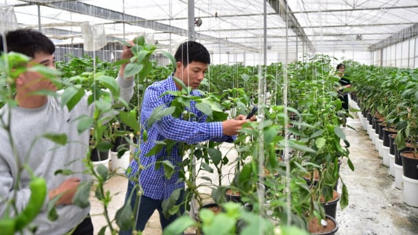 Nông dân Sơn La hào hứng nuôi thả 'lực lượng phòng thủ' trong nhà màng