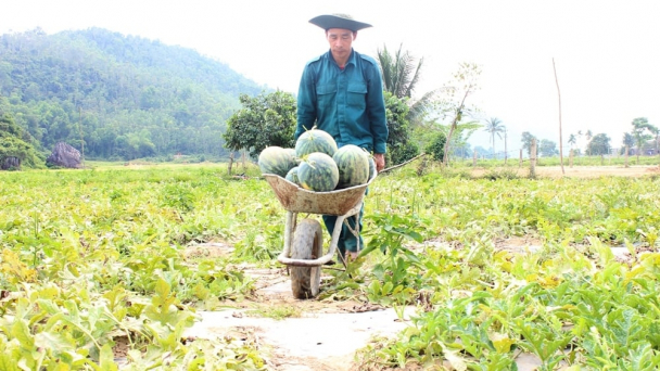 Dưa hấu được mùa, giá giảm nhưng nông dân vẫn lãi khá