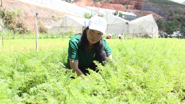 Trang trại rau, dược liệu hữu cơ dưới núi Langbiang