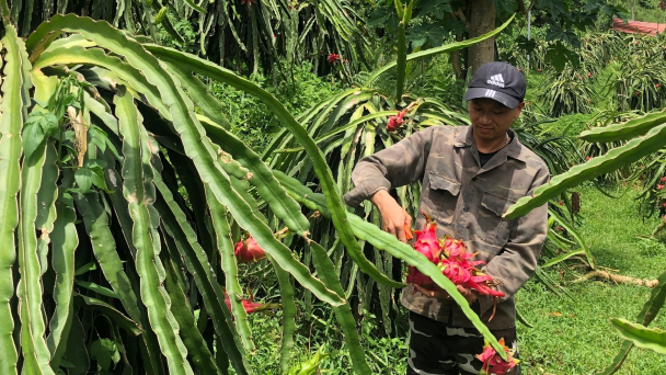 'Quả rồng' hợp đất vùng cao, nông dân thu tiền tỷ mỗi năm