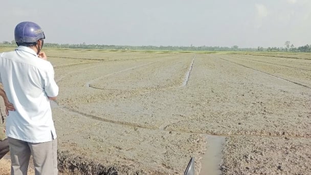 Trà  Vinh: 43 xã tham gia canh tác lúa chất lượng cao, phát thải thấp