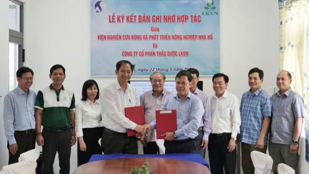 Hợp tác phát triển cây dược liệu